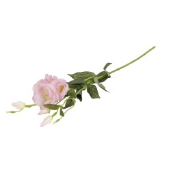 Fir lisiantus, culoare roz, H 80 cm, B.S.P. / CD2448_2