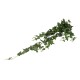 Buchet iedera curgatoare, H 100 cm, B.S.P. / CD2481