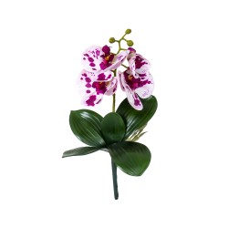 Fir orhidee cu radacina, inaltime 30cm / CD4501_Roz