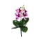 Fir orhidee cu radacina, inaltime 30cm / CD4501_Roz