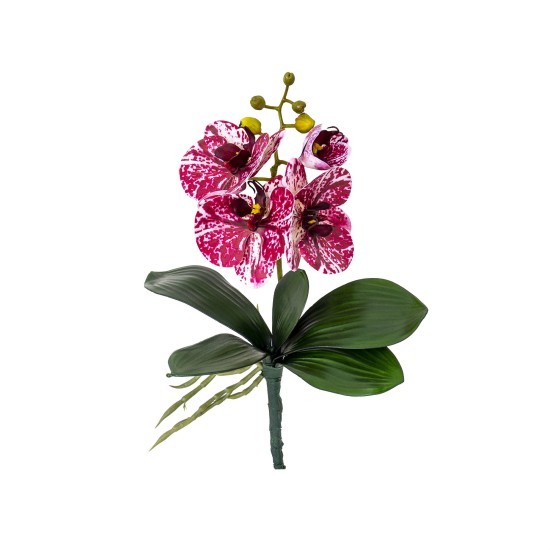 Fir orhidee cu radacina, inaltime 30cm / CD4501_Grena