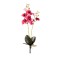 Orhidee 2 fire cu radacina, inaltime 57cm / CD4502_Roz