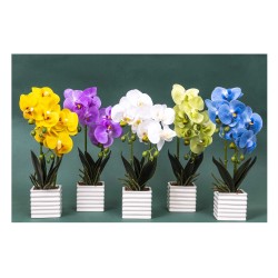 Orhidee 2 fire cu aspect natural in ghiveci ceramic alb  H 32cm / CD4559_Mov