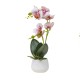 Orhidee cu aspect natural in ghiveci ceramic alb, H 38 cm/ SL265_RP