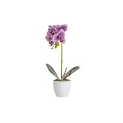 Orhidee cu aspect natural in ghiveci ceramic alb, diametru 8cm, H 32 cm / CD5145_Ciclam
