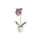Orhidee cu aspect natural in ghiveci ceramic alb, diametru 8cm, H 32 cm / CD5145_Ciclam