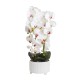Orhidee cu aspect natural in ghiveci ceramic alb, diametru 22cm, H 70 cm / SL257_R
