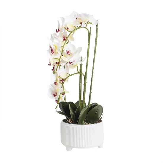 Orhidee cu aspect natural in ghiveci ceramic alb, diametru 22cm, H 70 cm / SL257_R