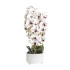 Orhidee cu aspect natural in ghiveci ceramic alb, diametru 22cm, H 70 cm / SL257_AP