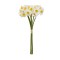 Buchet 6 narcise, cu aspect natural, inaltime 40cm / SL062_alb