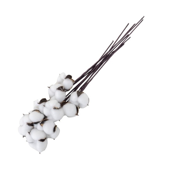 Buchet 10 fire bumbac alb, H 30 cm, B.S.P. / SL201