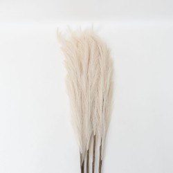 Set 5 fire de pampas, culoare crem, H 120 cm, B.S.P. / SL399_4