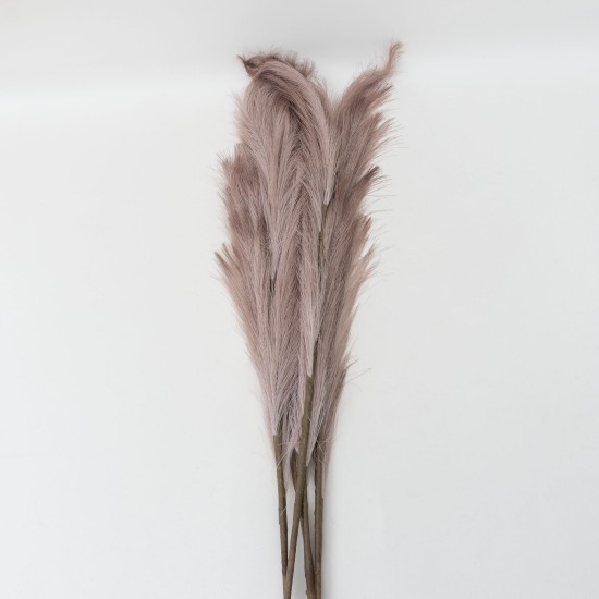 Set 5 fire de pampas, culoare maro, H 120 cm, B.S.P. / SL399_3