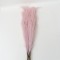 Set 5 fire de pampas, culoare roz, H 120 cm, B.S.P. / SL399_2