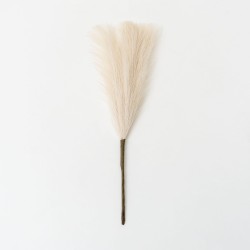 Set 5 fire de pampas, culoare crem, H 42 cm, B.S.P. / SL400_1