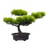 Bonsai in ghiveci, culoare verde, 34x24 cm, B.S.P. / SL613
