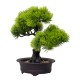 Bonsai in ghiveci, culoare verde, 25X15X12 cm, B.S.P. / SL614