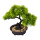 Bonsai in ghiveci, culoare verde, 25X15X12 cm, B.S.P. / SL614