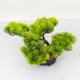 Bonsai in ghiveci, culoare verde, 25X35 cm, B.S.P. / SL615