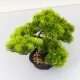 Bonsai in ghiveci, culoare verde, 25X35 cm, B.S.P. / SL615