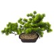 Bonsai in ghiveci, culoare verde, 55x33 cm, B.S.P. / SL616