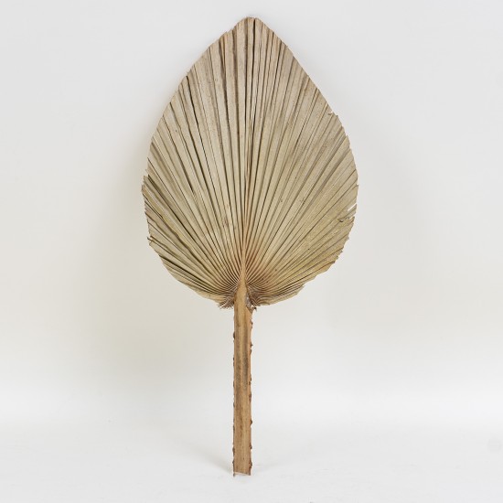 Frunza palmier uscata, 55x26 cm, B.S.P. / SL742