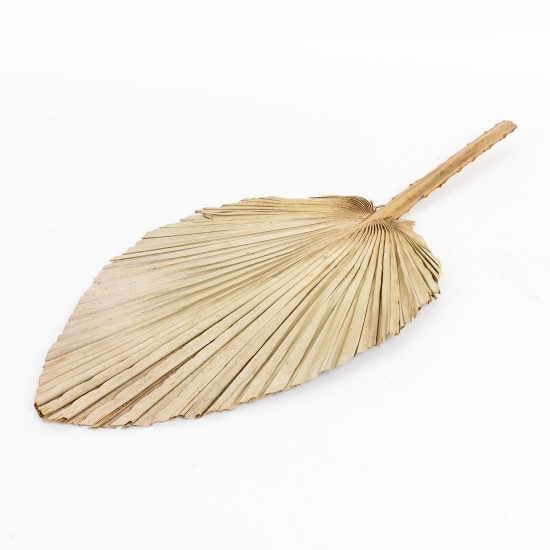 Frunza palmier uscata, 55x26 cm, B.S.P. / SL742