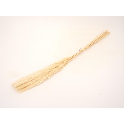 Buchet pampas natural, culoare crem, H 70, B.S.P. / AN154