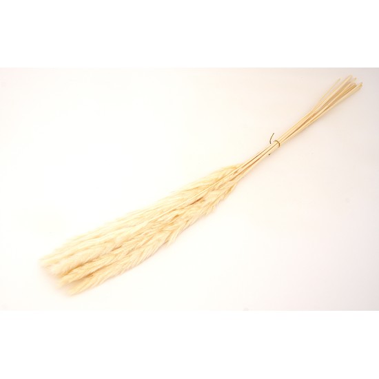 Buchet pampas natural, culoare crem, H 70, B.S.P. / AN154