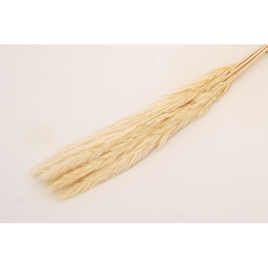 Buchet pampas natural, culoare crem, H 70, B.S.P. / AN154
