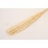 Buchet pampas natural, culoare crem, H 70, B.S.P. / AN154