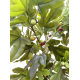 Copac smochin artificial, H 180 cm, B.S.P. / SL1932