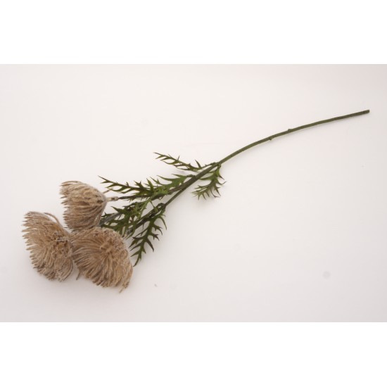 Fir bulgaras, culoare maro, H 66 cm, B.S.P. / SL747-4