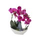 Orhidee 2 fire cu aspect natural in ghiveci ceramic alb H 30cm/ CD4561_Fucsia