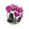 Orhidee 2 fire cu aspect natural in ghiveci ceramic alb H 30cm/ CD4561_Fucsia