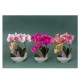 Orhidee 2 fire cu aspect natural in ghiveci ceramic alb H 30cm/ CD4561_Fucsia
