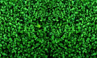 Covoare din frunze artificiale: sfaturi de amenajare interioară