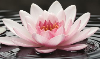 Flori de nuferi din sapun: un decor elegant și durabil pentru casa sau biroul dvs.